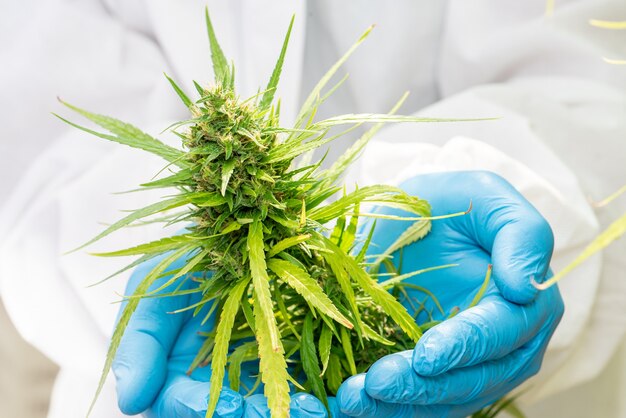 Maconha medicinal em flor de cannabis antes da colheita conceito de medicina alternativa à base de plantas, óleo cbd, indústria de medicamentos em uma estufa.