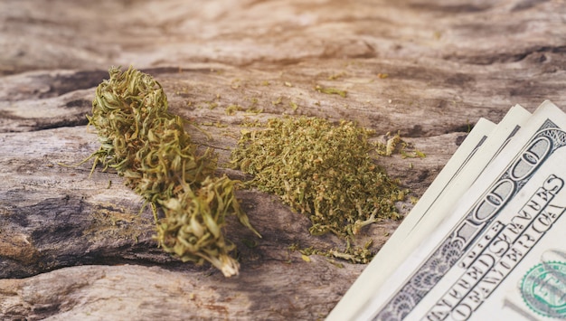 Maconha medicinal seca com notas de dólar