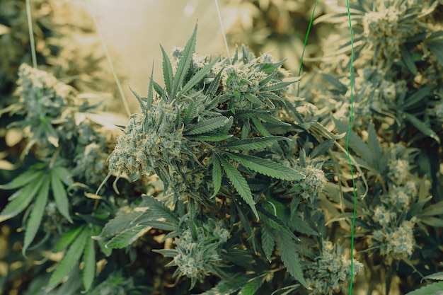 Foto maconha planta de fundo cannabis medicinal e recreativo mistura indica e sativa tailândia medicina legal maconha