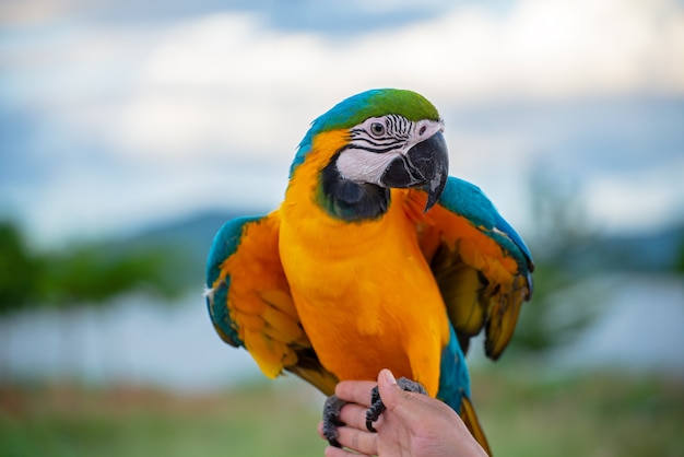 macore Vogel Schöner Vogelpapagei, der mit Haustierpflege auf ihren Händen bei Asien Thailad spielt.