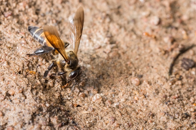 Foto macro de abeja se está alimentando en el suelo.