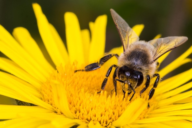 Macro de abeja salvaje en una flor amarilla