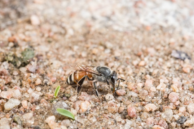 Macro de abeja en el suelo