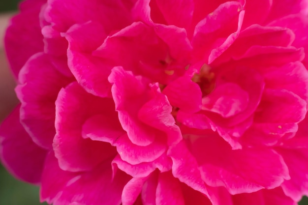 Macro abstrato real bela natureza bonito fundo rosa brilhante roxo suave suave pétalas florescem flor tropical planta flor Decoração floral design botânico Saudação cartão de humor de sol de verão feliz
