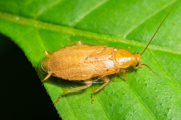 Macro alemana de la cucaracha en la hoja