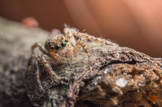 Macro Animal Spider