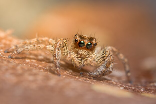 Macro Animal Spider