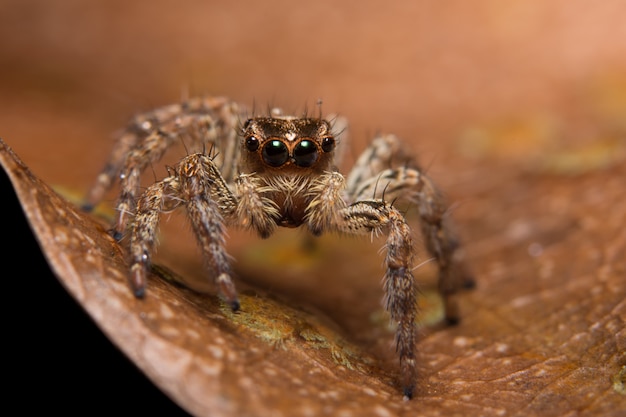 Macro Animal Spider