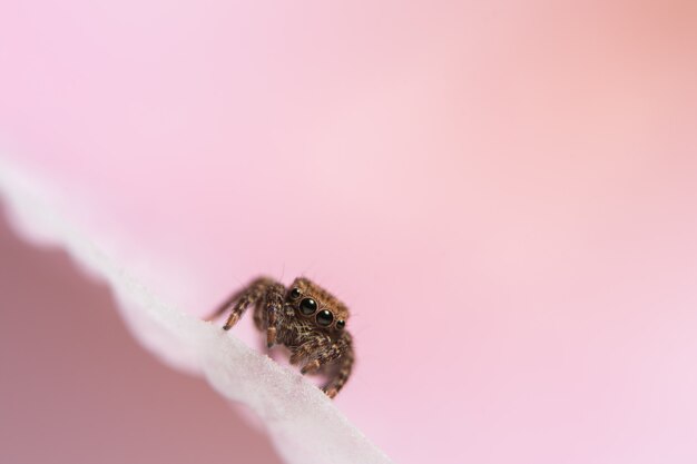 Macro Animal Spider