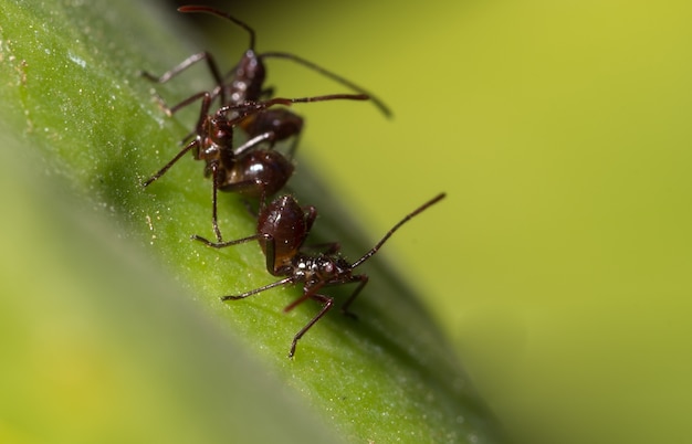 macro Ant Brown