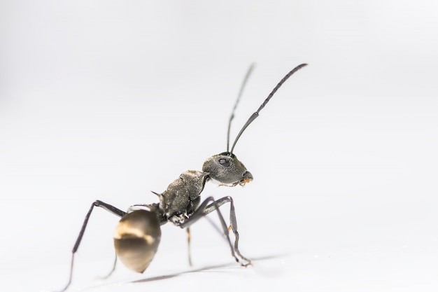 macro Ant negro