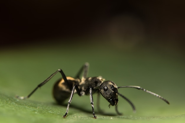 Macro Ant preto