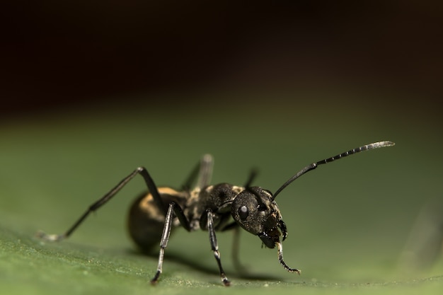 Macro Ant preto