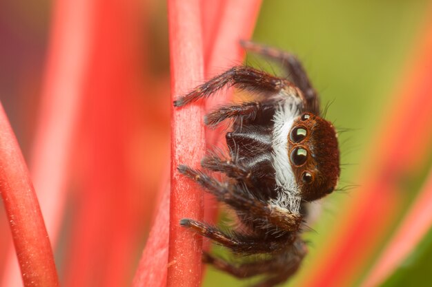 Macro de araña (arañas saltarinas Santa Claus) insecto de cerca en la licencia en la naturaleza