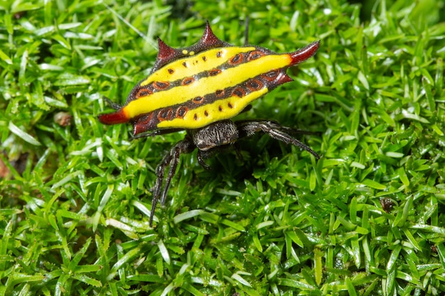 Foto macro araña en el bosque de hierba