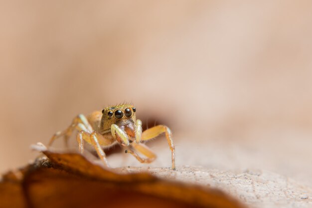 Macro araña en la hoja seca