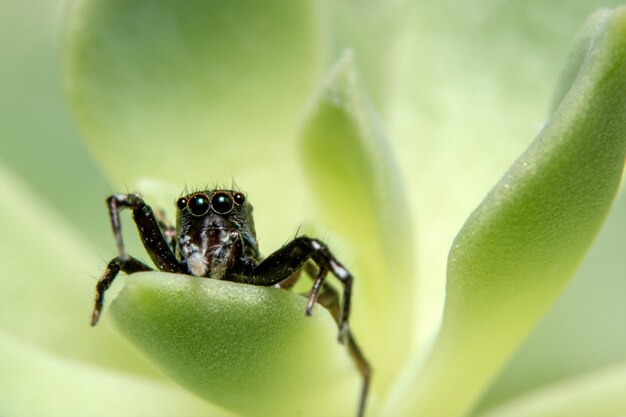 Macro araña en la hoja