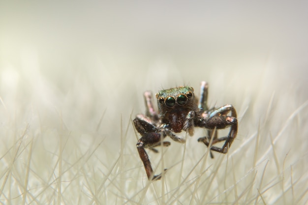 Macro araña en la hoja