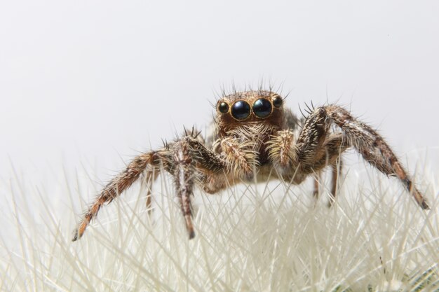 Macro araña en la hoja