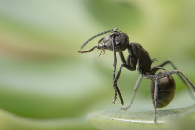 Macro araña en la hoja