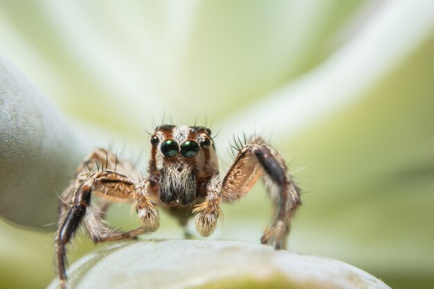 Macro araña en la hoja