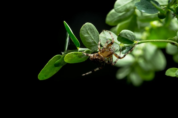 Macro araña en la hoja