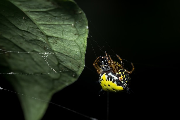 Macro araña en la hoja