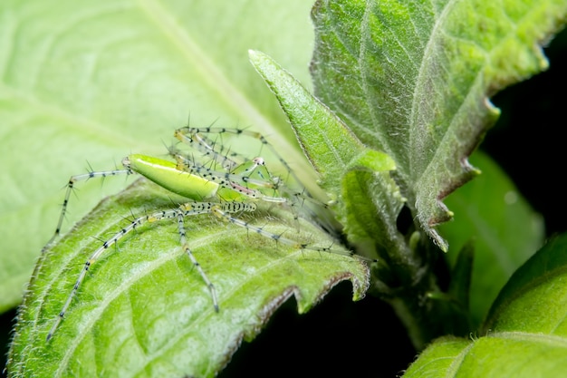 Macro araña en la hoja