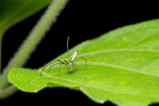 Macro araña en la hoja