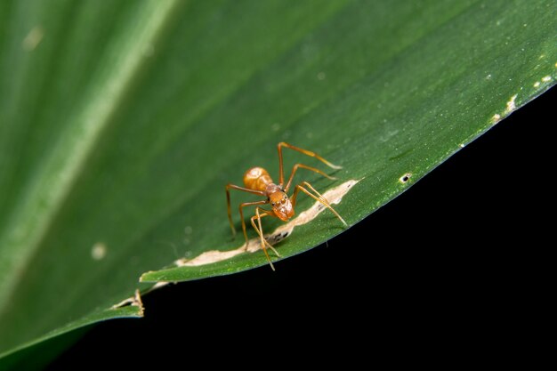 Macro araña en la hoja