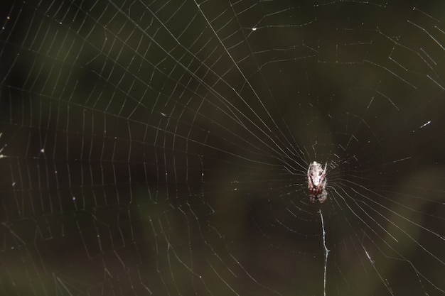 Macro araña en la hoja