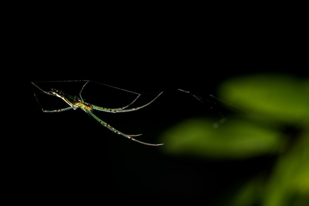 Macro araña en la hoja