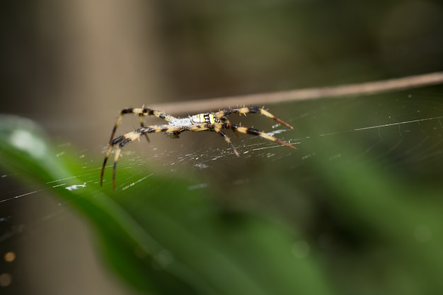 Macro araña en la hoja