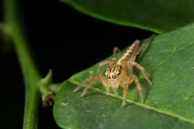 Macro araña en la hoja