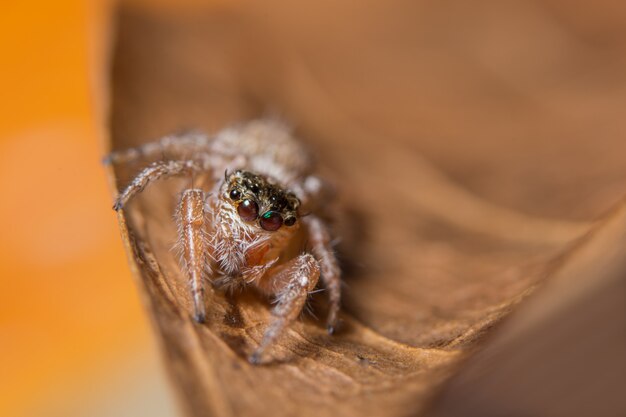 Foto macro araña en la hoja