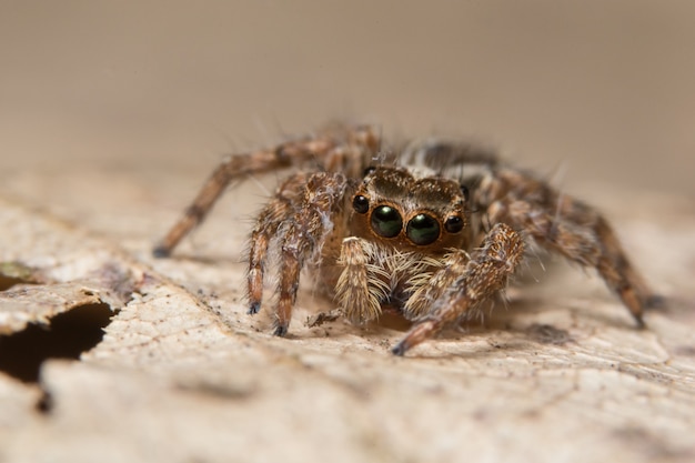 Macro araña en la hoja