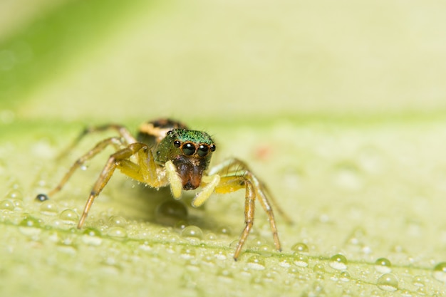 Macro araña en la hoja