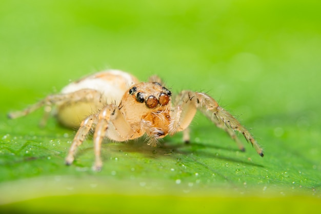 Macro araña en la hoja