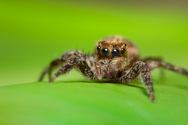 Macro araña en la hoja