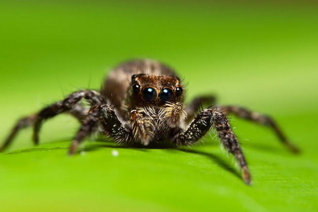 Macro araña en la hoja