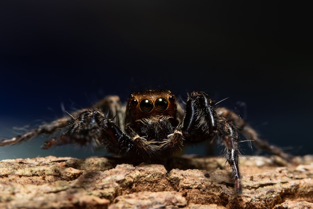 Macro araña en la naturaleza