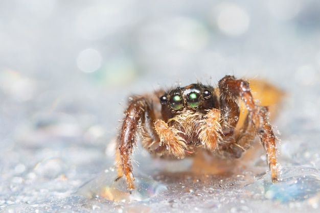 Macro araña en la naturaleza