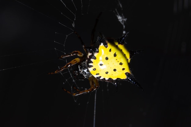 Macro araña en la naturaleza