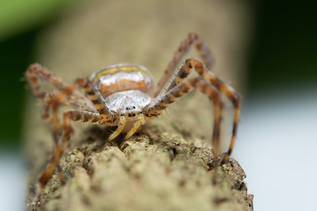 Macro araña en la planta