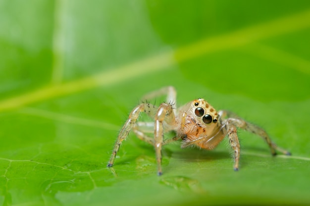 Macro araña en la planta