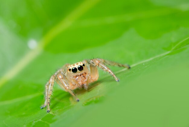 Macro araña en la planta