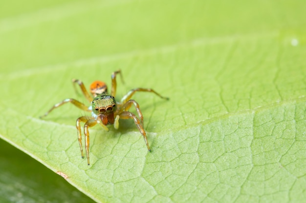 Macro araña en la planta