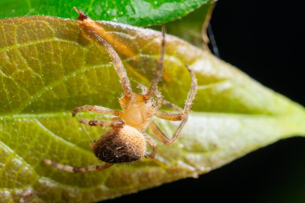 Macro araña en la planta