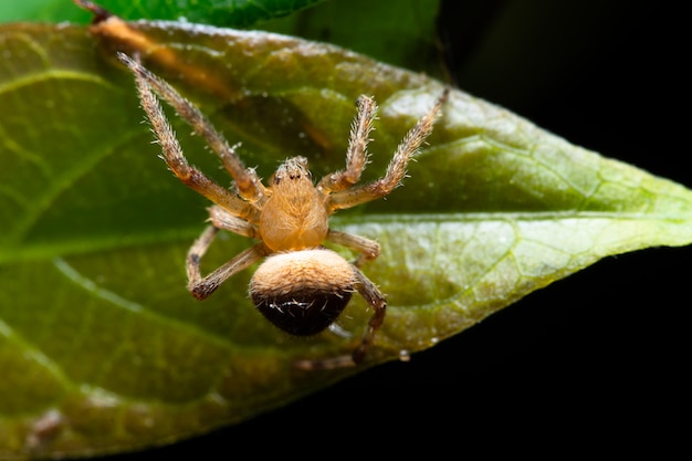 Macro araña en la planta