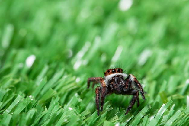 Macro araña en la planta